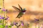 USA, New Mexico. Male calliope hummingbird in flight. Art Print